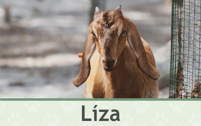 Koza Líza – Farmapark u Toma