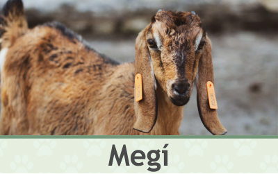 Koza Megí – Farmapark u Toma