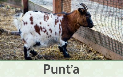 Koza Punťa – Farmapark u Toma