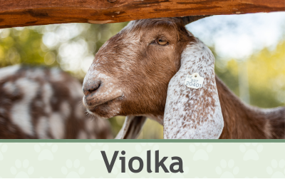 Koza Violka – Farmapark u Toma