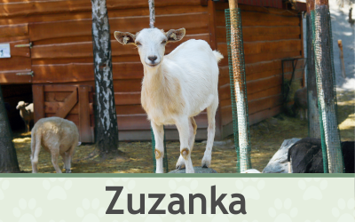 Koza Zuzanka – Farmapark u Toma