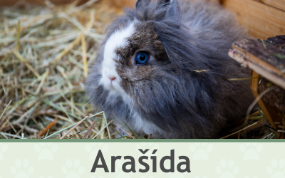 Králíček Arašída – Farmapark u Toma