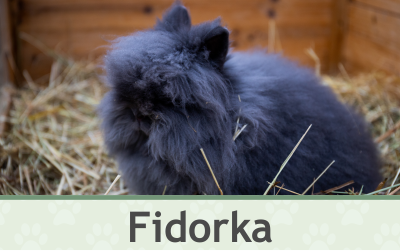 Králík Fidorka – Farmapark u Toma