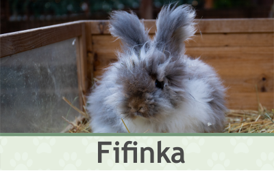 Králík Fifinka – Farmapark u Toma
