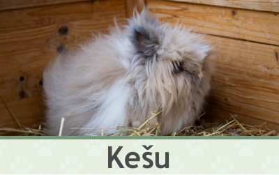 Králíček Kešu – Farmapark u Toma