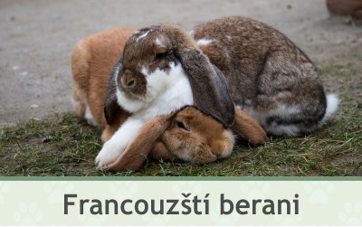 Francouzští berani – Farmapark u Toma