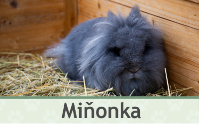 Králík Miňonka – Farmapark u Toma