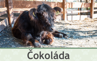 Kravička Čokoláda – Farmapark u Toma