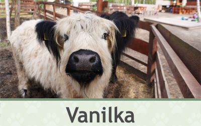 Kravička Vanilka – Farmapark u Toma