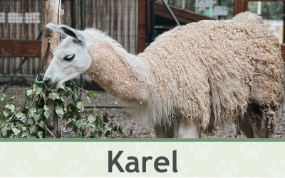 Lama Karel – Farmapark u Toma