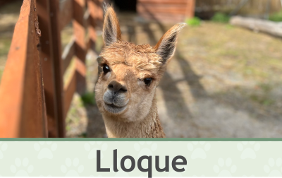 Lama Lloque – Farmapark u Toma