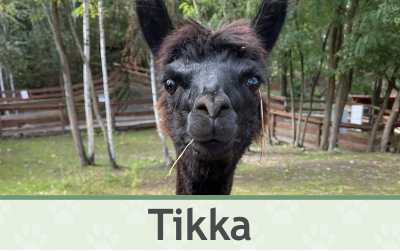 Lama Tikka – Farmapark u Toma