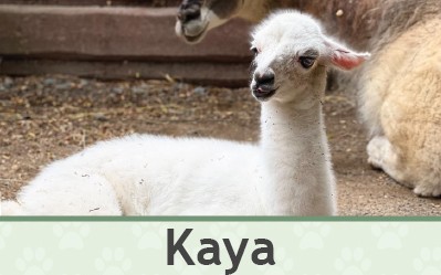 Lama Pepina – Farmapark u Toma