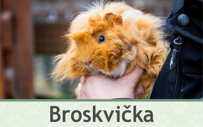 Morče Broskvička – Farmapark u Toma