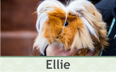 Morče Ellie – Farmapark u Toma