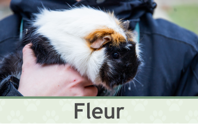 Morče Fleur – Farmapark u Toma