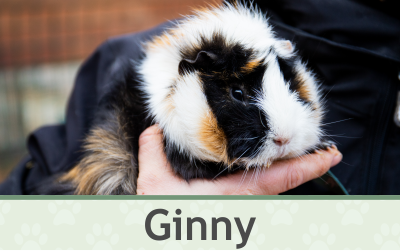 Morče Ginny – Farmapark u Toma