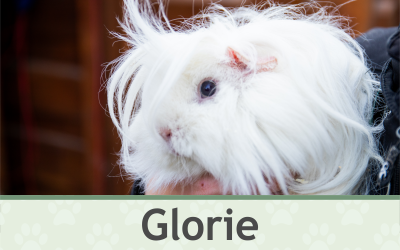 Morče Glorie – Farmapark u Toma