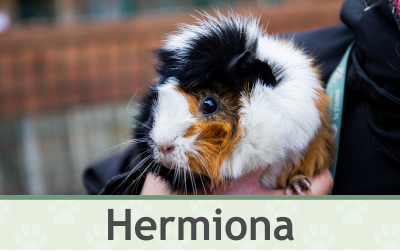 Morče Hermiona – Farmapark u Toma