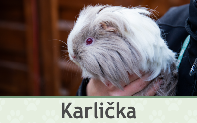 Morče Karlička – Farmapark u Toma