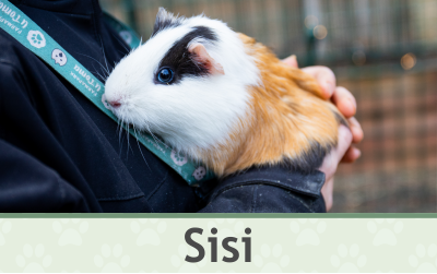 Morče Sisi – Farmapark u Toma