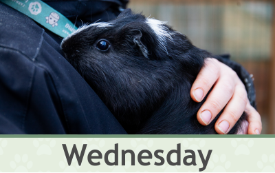 Morče Wednesday – Farmapark u Toma