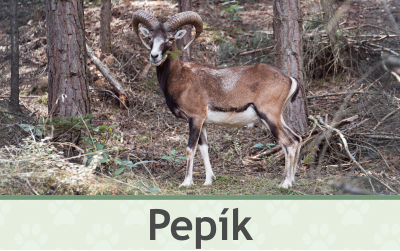 Muflon Pepík – Farmapark u Toma