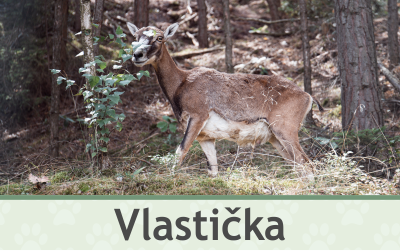 Muflon Vlastička – Farmapark u Toma