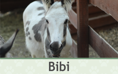 Oslík Bibi – Farmapark u Toma