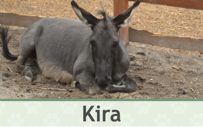 Oslík Kira – Farmapark u Toma