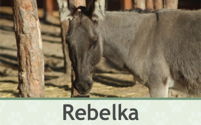 Oslík Rebelka – Farmapark u Toma