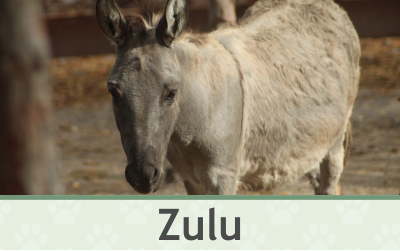 Oslík Zulu – Farmapark u Toma