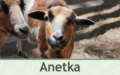 Kamerunská ovce – Farmapark u Toma