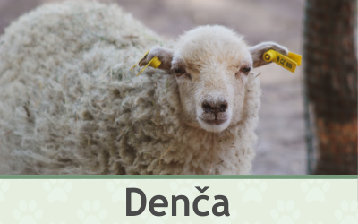 Ovce – Farmapark u Toma