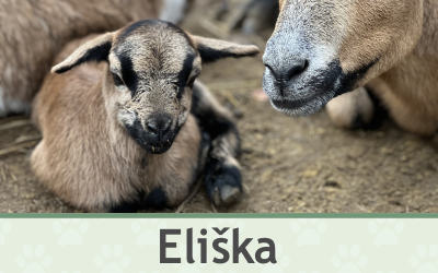 Kamerunská ovce jehně – Farmapark u Toma