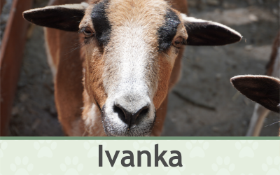 Kamerunská ovce – Farmapark u Toma