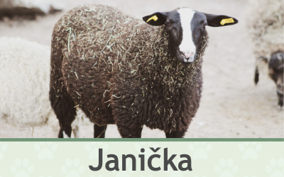 Ovce – Farmapark u Toma