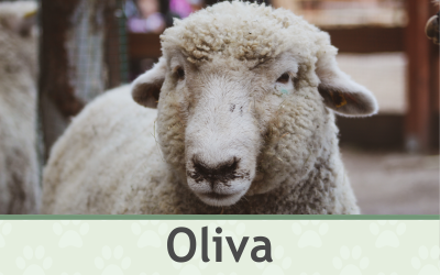 Ovce – Farmapark u Toma