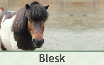 Poník Blesk – Farmapark u Toma