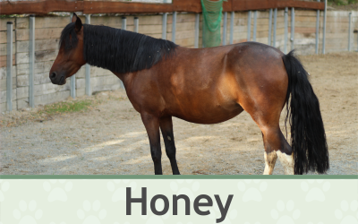 Poník Honey – Farmapark u Toma