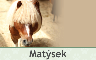 Poník Matýsek – Farmapark u Toma