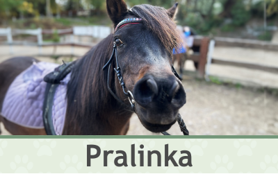 Poník Pralinka – Farmapark u Toma