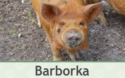 Prasátka Kune Kune – Farmapark u Toma