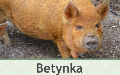 Prasátko Kune Kune – Farmapark u Toma