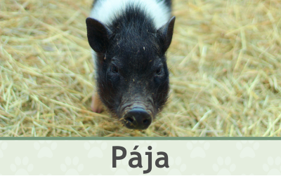 Miniprase – Farmapark u Toma