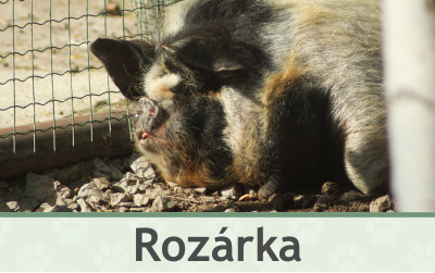 Prasátko Kune Kune – Farmapark u Toma