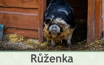 Prasátko Kune Kune – Farmapark u Toma