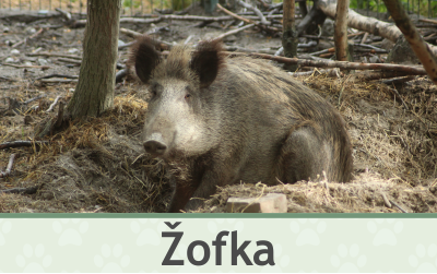 Prase Divoké – Farmapark u Toma