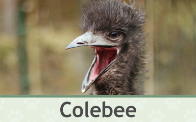 Emu Colebee – Farmapark u Toma