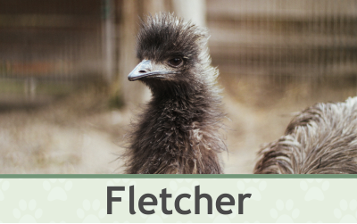 Emu Fletcher – Farmapark u Toma